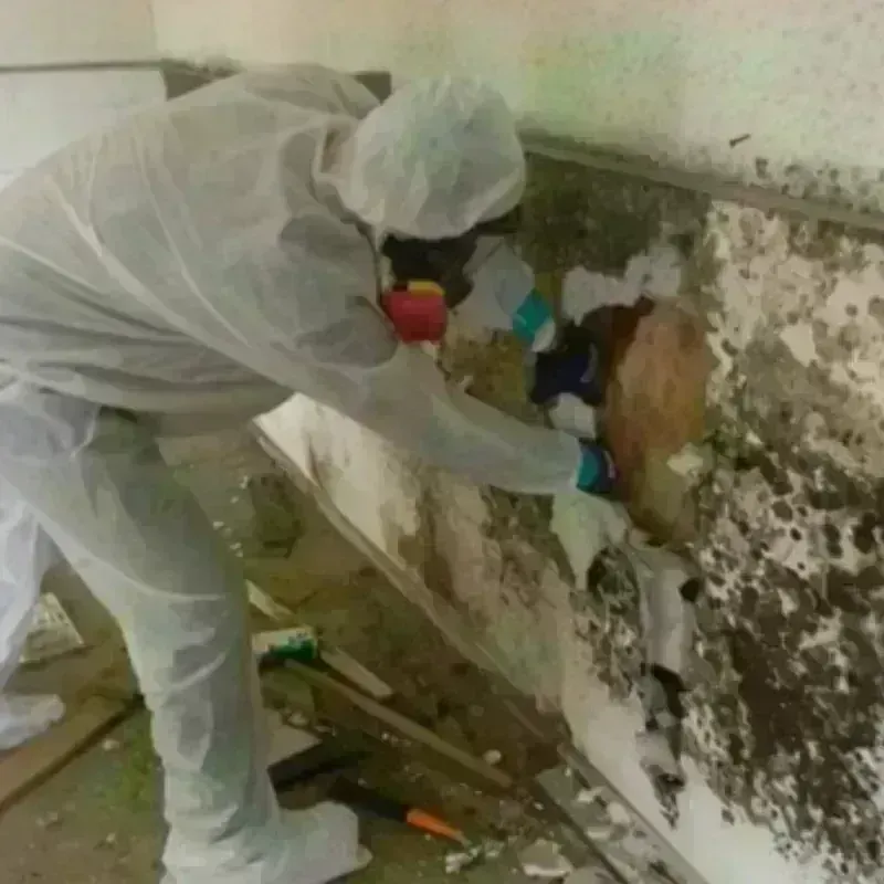 Mold Remediation and Removal in Mendon, MA